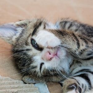 Meet your Posher, Maritza